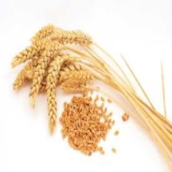 Manufacturers Exporters and Wholesale Suppliers of Wheat Grain Coimbatore Tamil Nadu